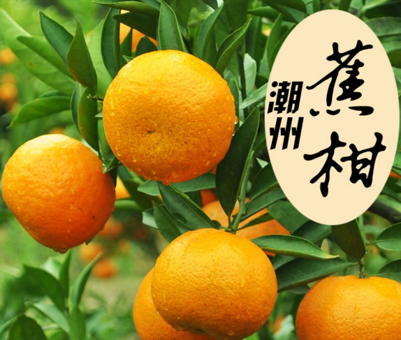 潮州首件地理标志证明商标“潮州柑”注册成功 潮州首件地理标志证明商标“潮州柑”注册成功