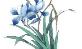 45类别“兰小草”商标注册成功