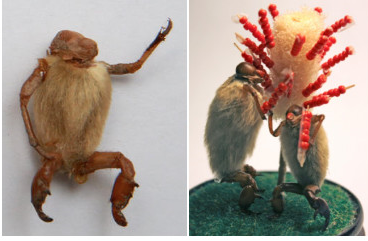 毛猴能通过专利保护吗？