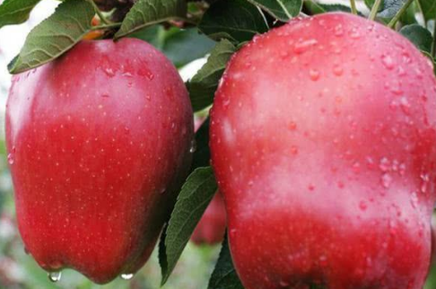 并称世界3大苹果，日本红富士美国蛇果，中国唯